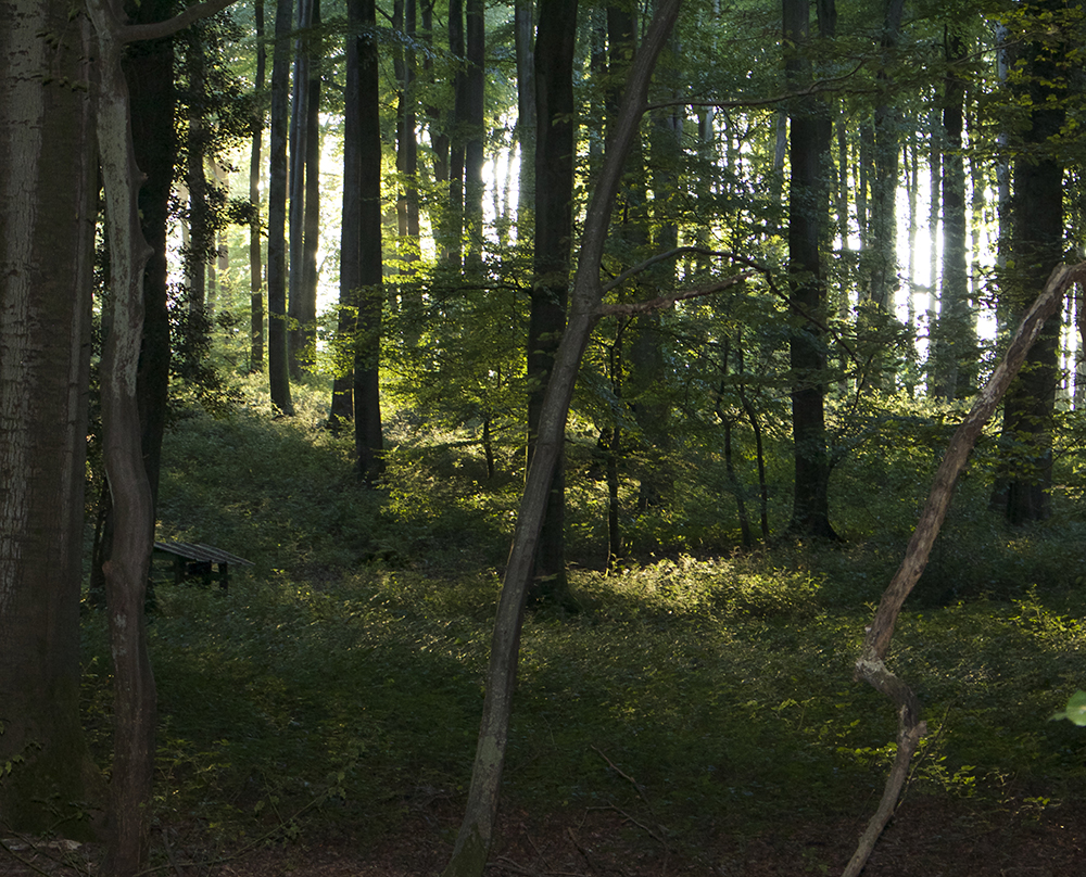 Sustainable timber used by AJ & D Chapelhow (Cliburn) Ltd