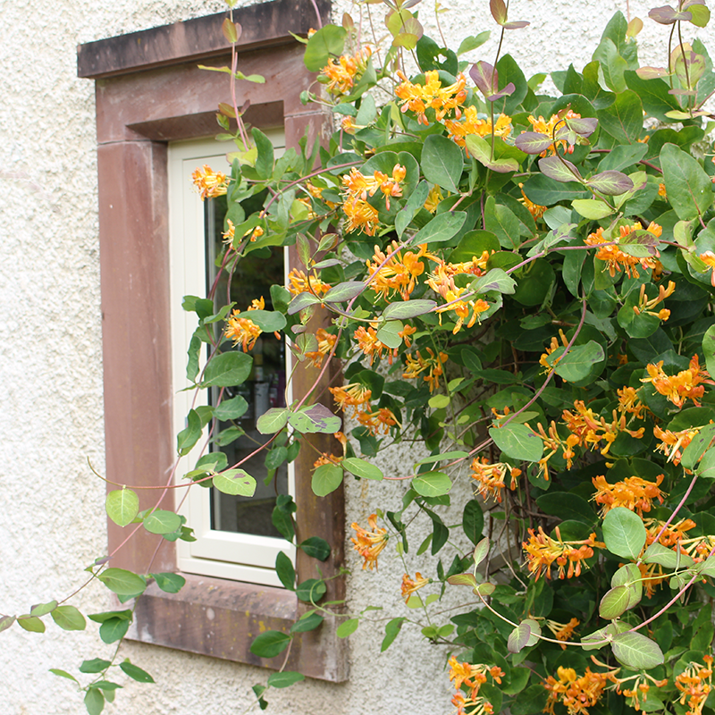 back window with honesuckle